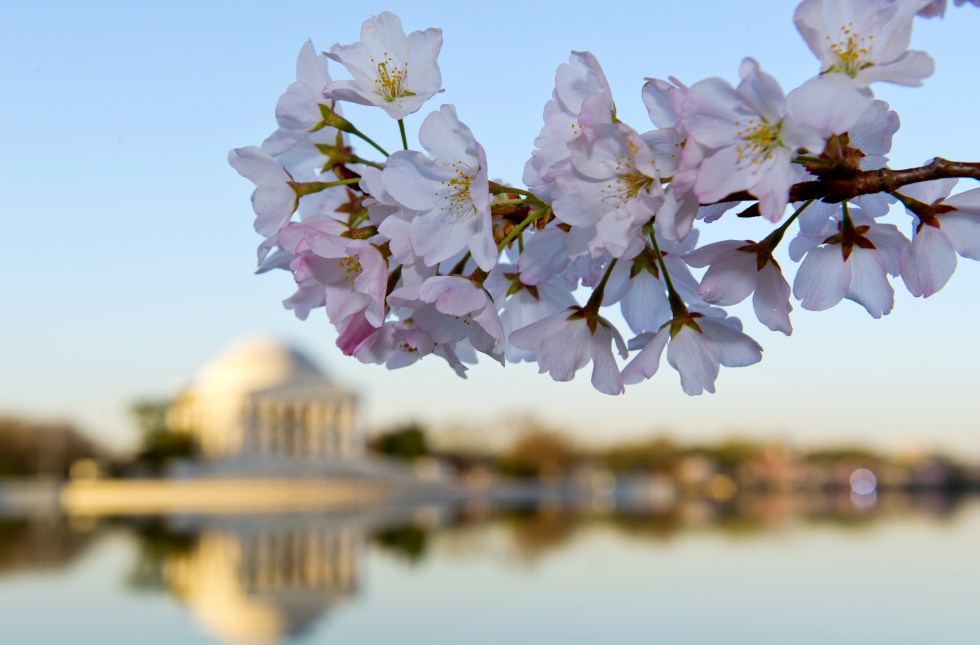 washington dc cherry blossoms 2014