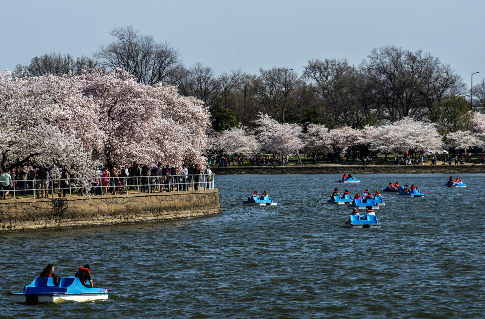 washington dc cherry blossoms 2014