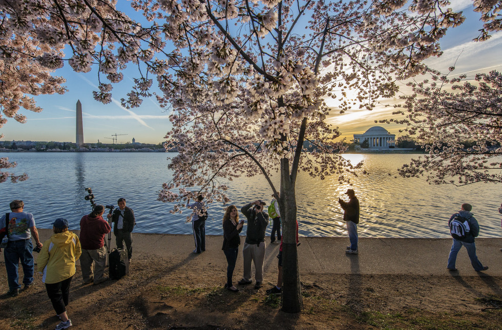 washington dc cherry blossoms 2014