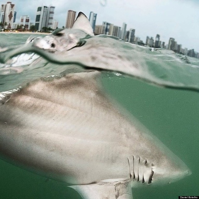 blacktip shark off coast