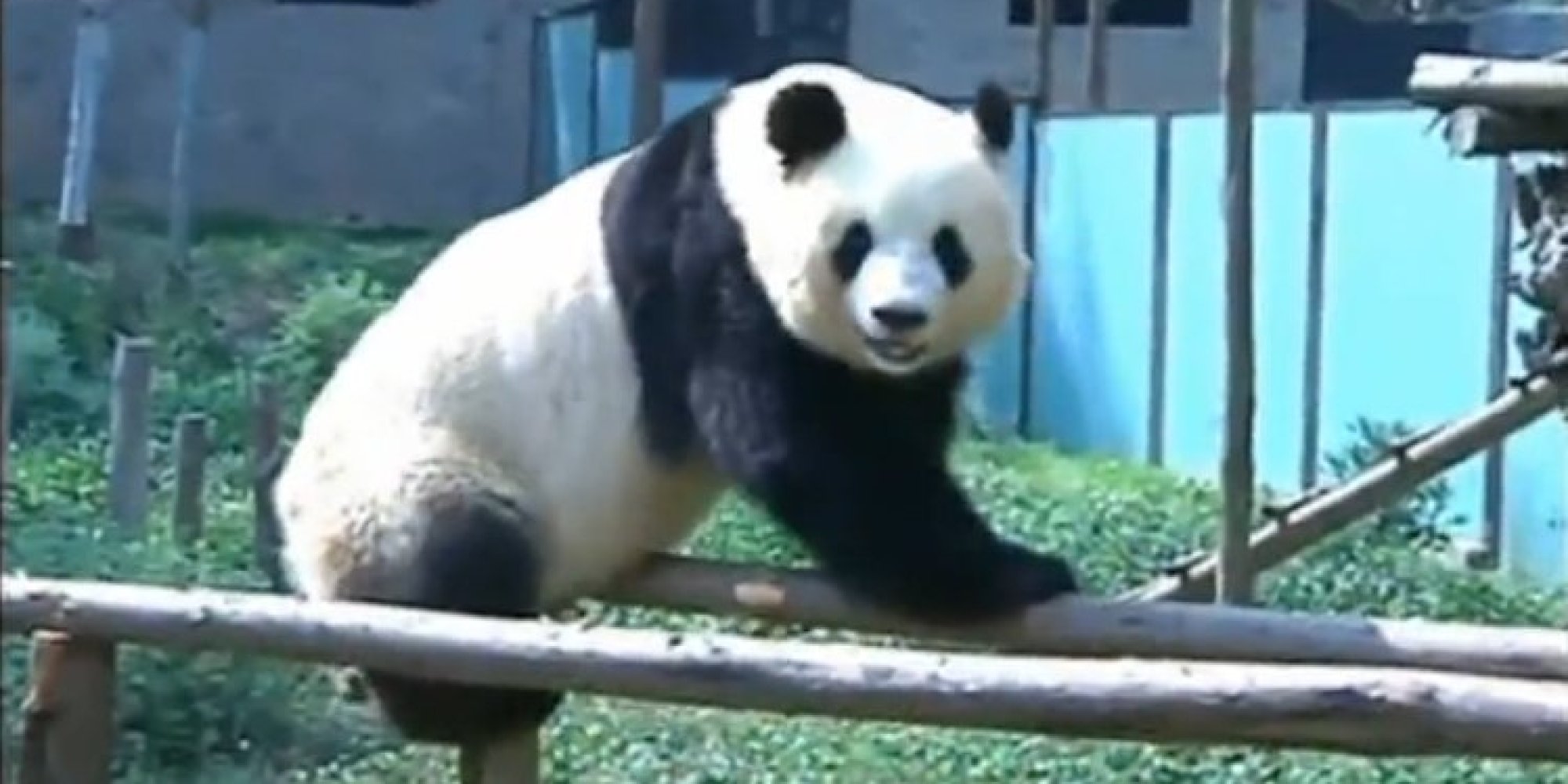 To Cheer Up Sad Panda, Zoo Workers Build Amusement Park | HuffPost