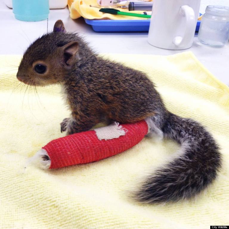 This Baby Squirrel Took A Bad Fall So An Incredible Animal - 