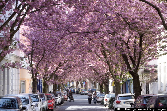 bonn cherry blossom