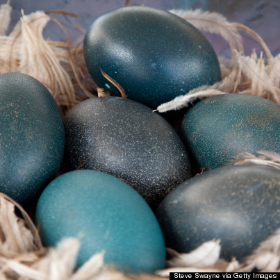 black ostrich eggs