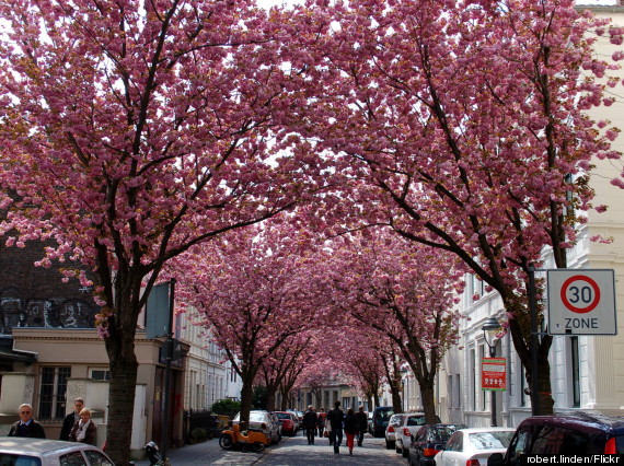 bonn cherry blossom