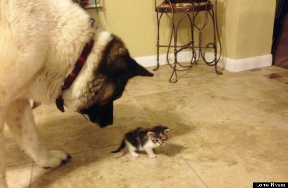 guard dog kitten