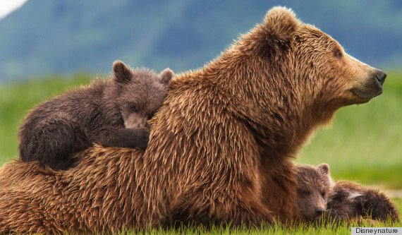 jane goodall bears