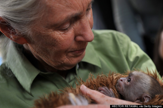 jane goodall