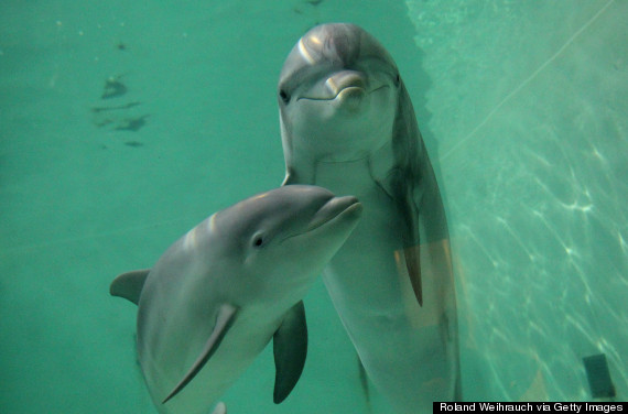 dolphins