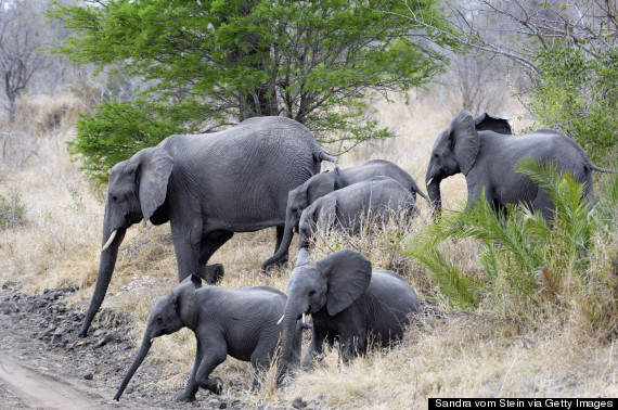 kruger national park