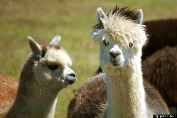 bay springs alpacas