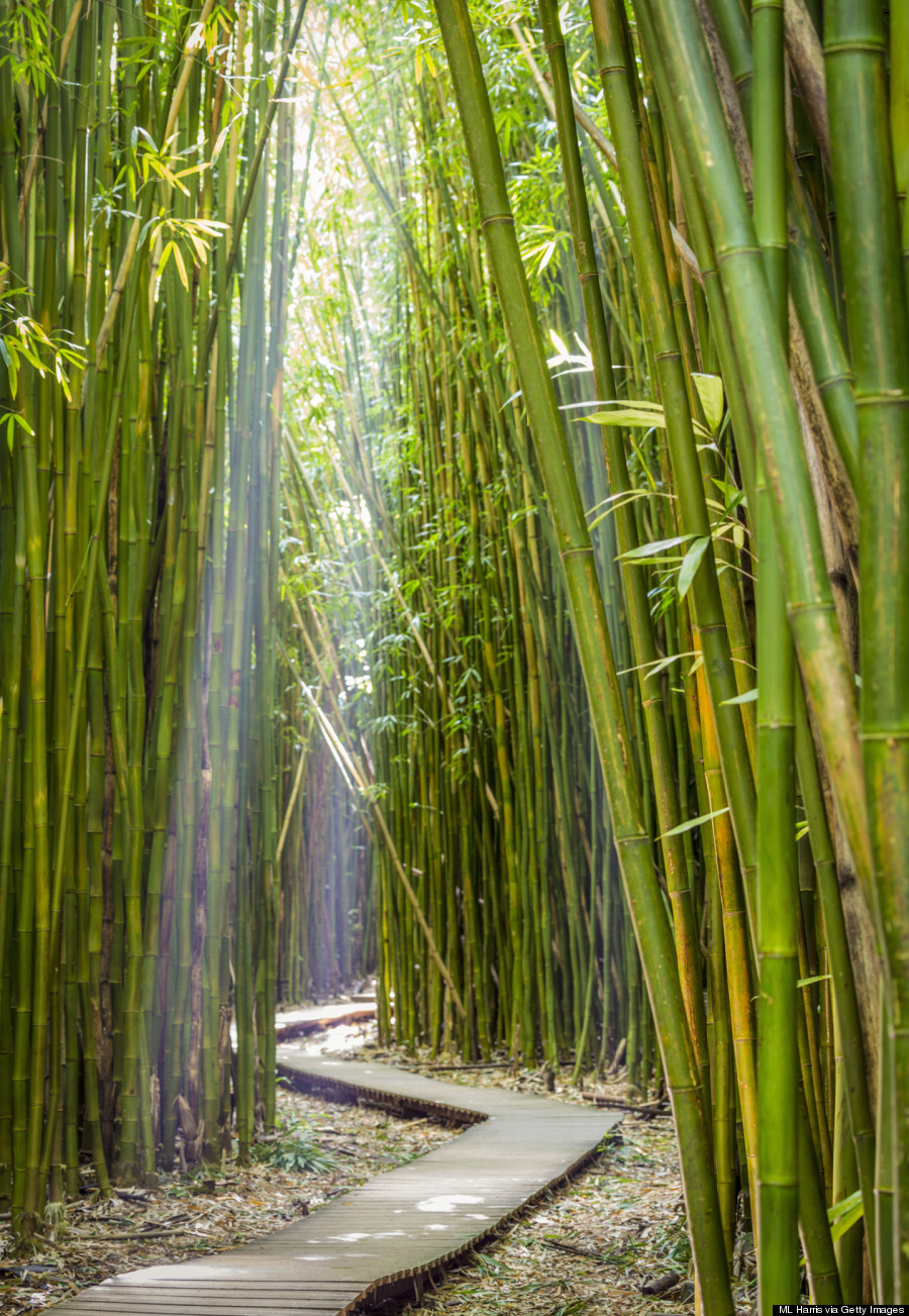 bamboo maui
