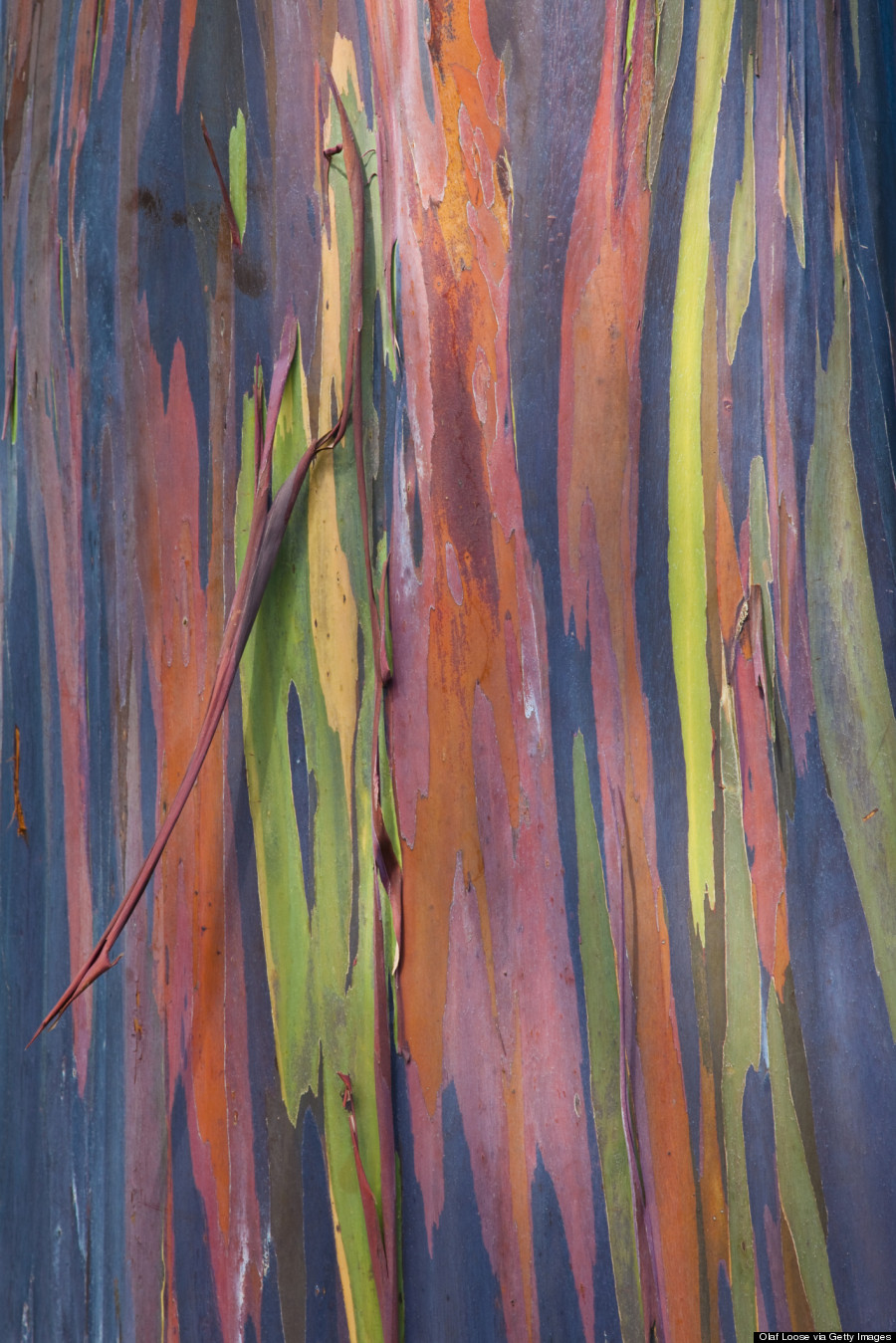 rainbow eucalyptus