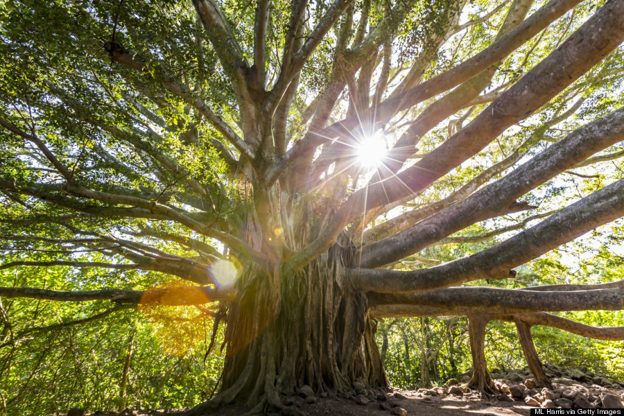 banyan tree maui