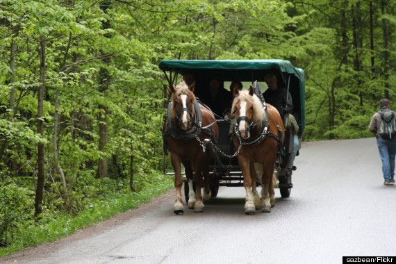 horse carriage neuschwanstein