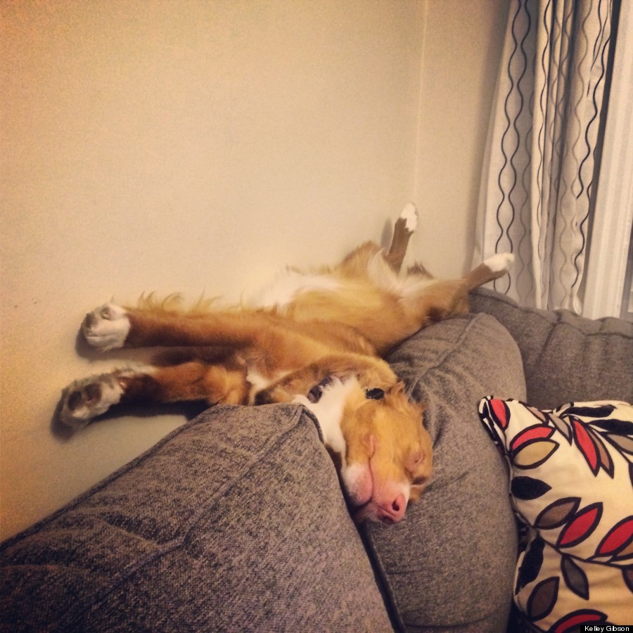 This Adorable Dog Sleeps and Plays In Some Really ...