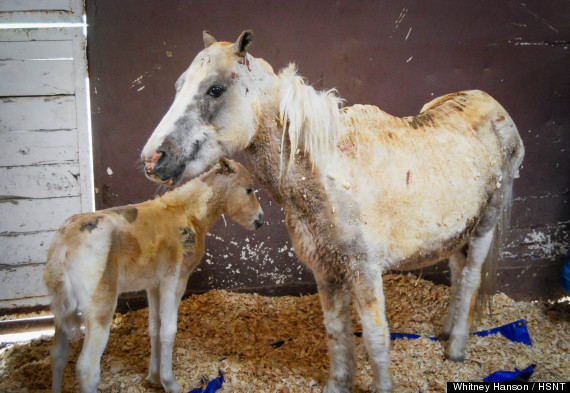 pony rescues foal 2