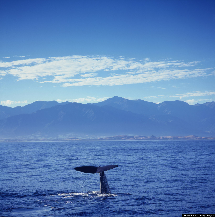 whale watching new zealand