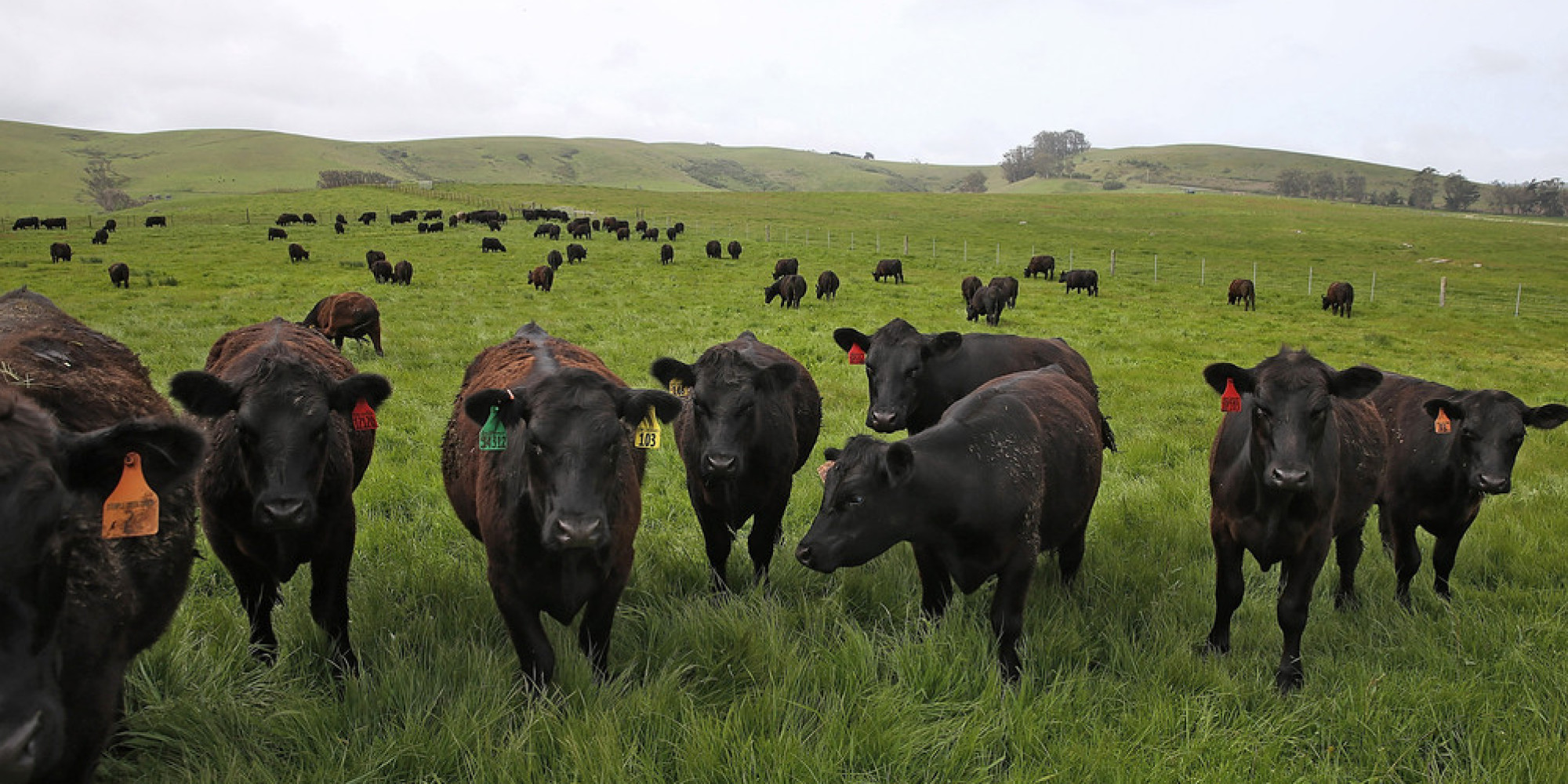 California Drought Forces Ranchers To Take Cattle East As Grass Dies ...