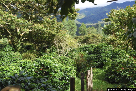 shade grown coffee farm