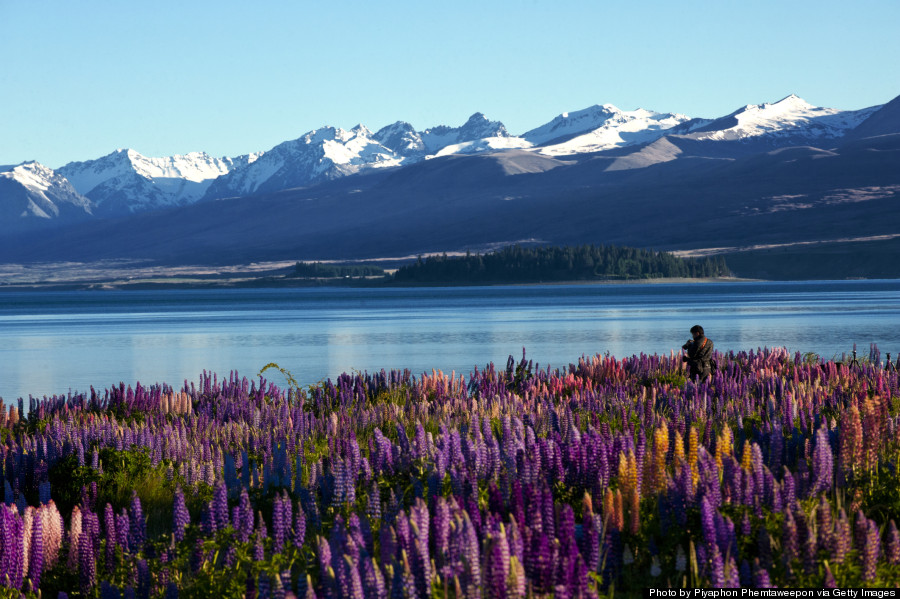 lupins lake tekapo