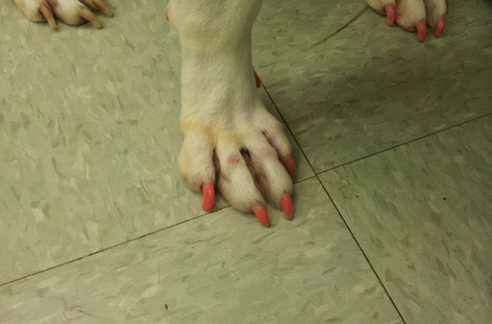 pink nails on a pit bull