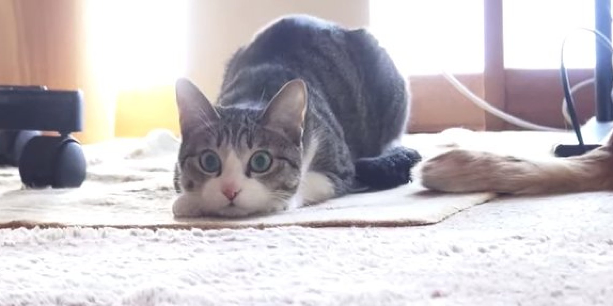 This Cat Has THE BEST Bottom Wiggle (VIDEO) | HuffPost UK