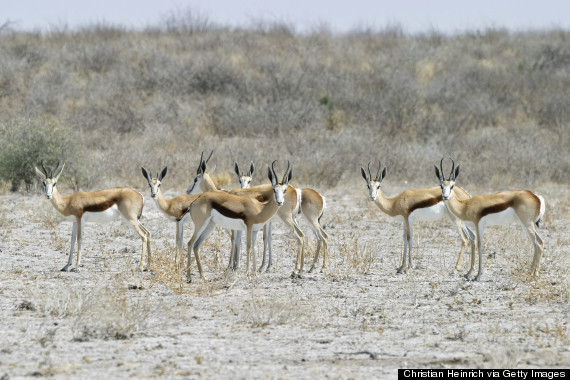 central kalahari game reserve