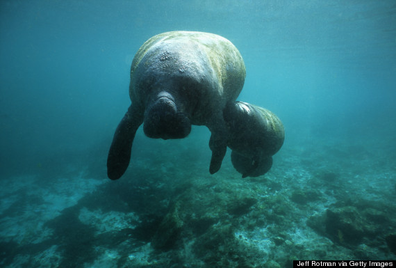 manatee