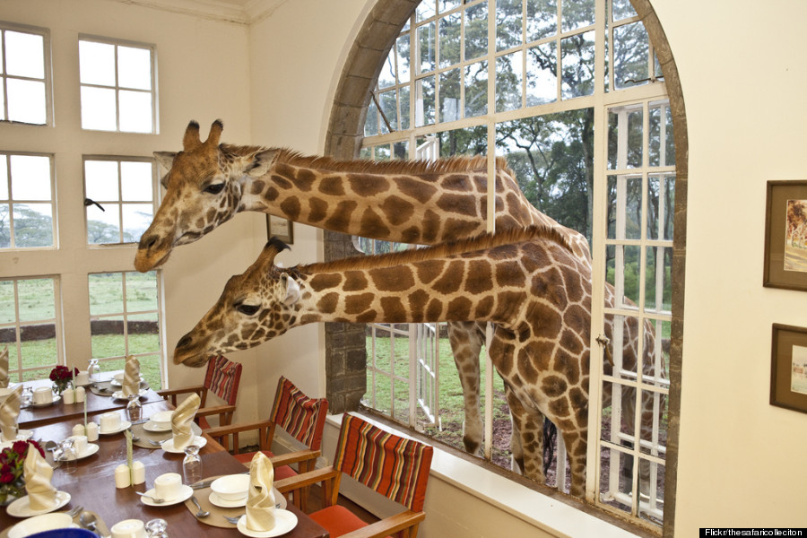 giraffe manor