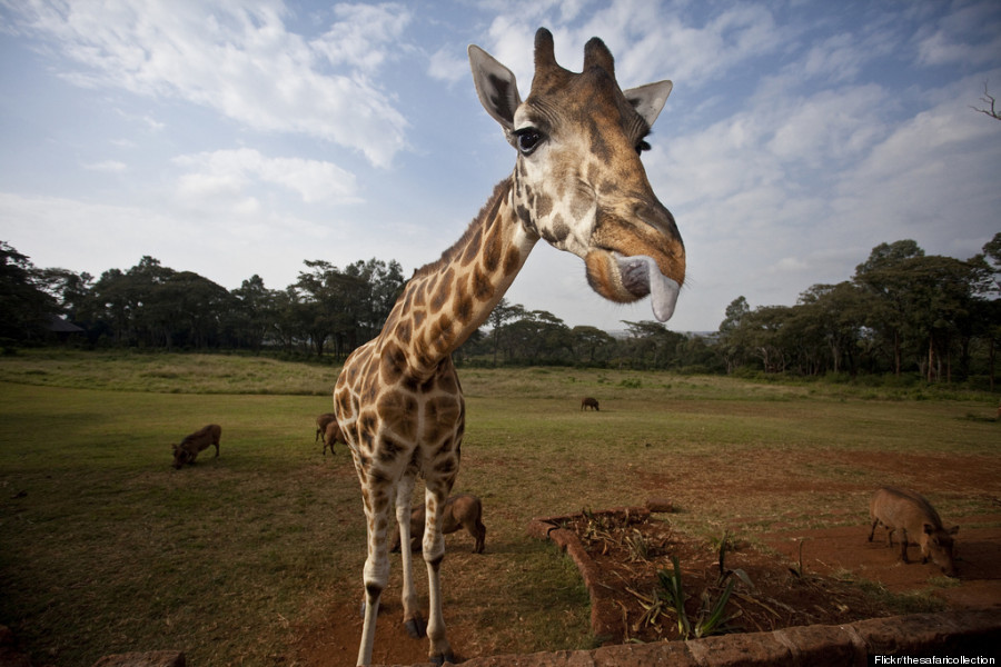 giraffe manor