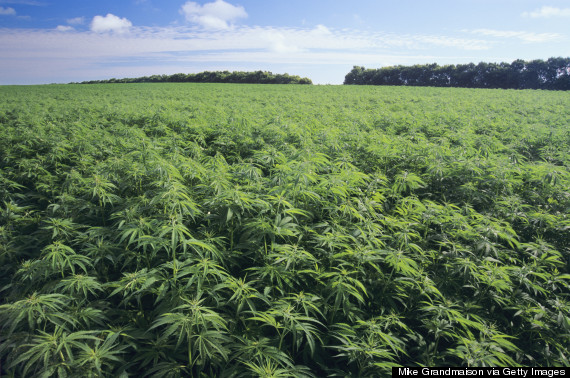 hemp field