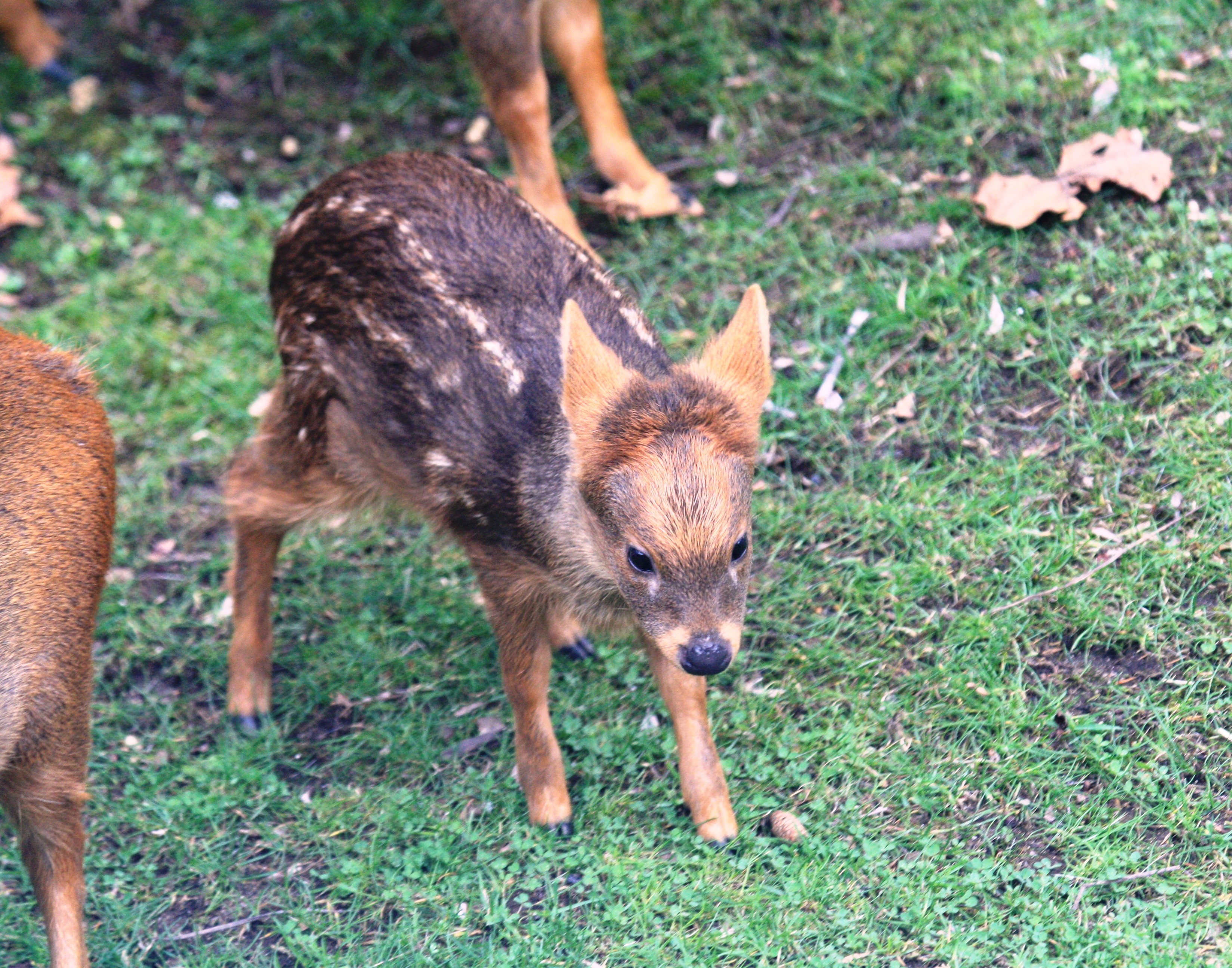 Young sale deer name