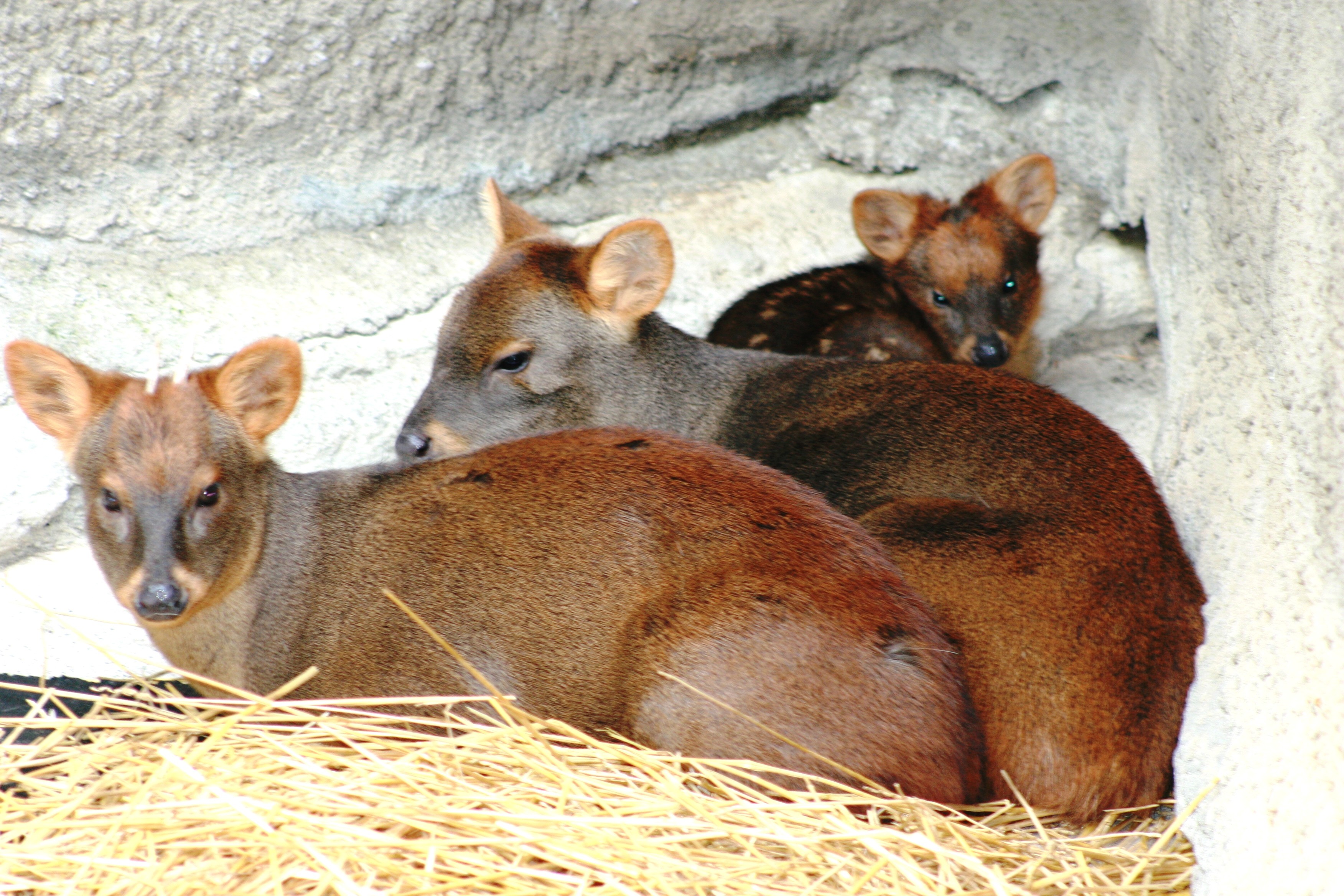 baby pudu deer