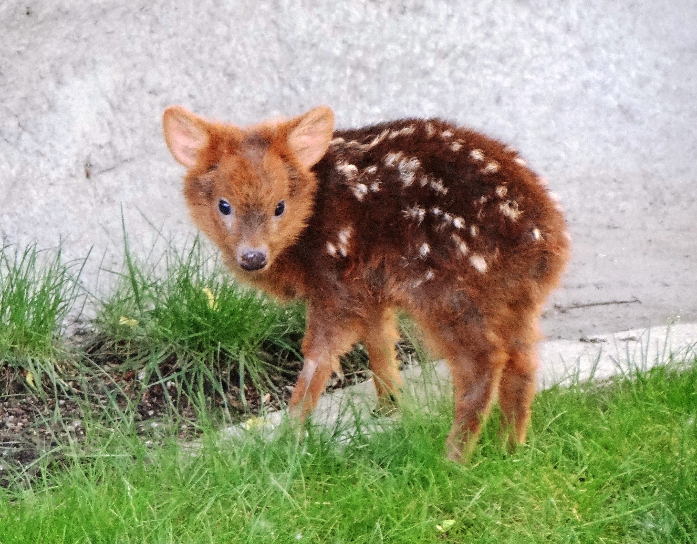 pudu