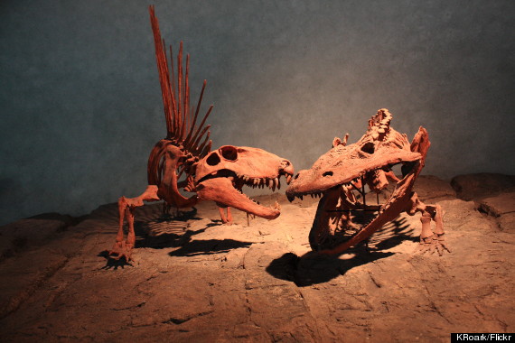 denver museum of natural history dinosaur