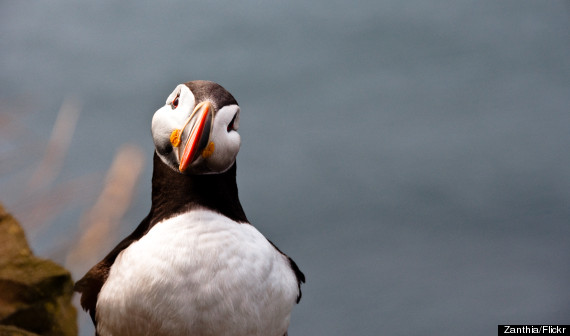 puffins iceland