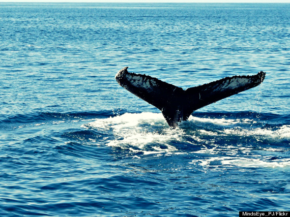 whale watching iceland