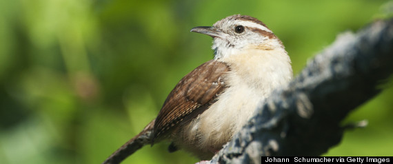 wren