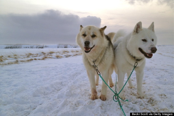 sled dogs iceland