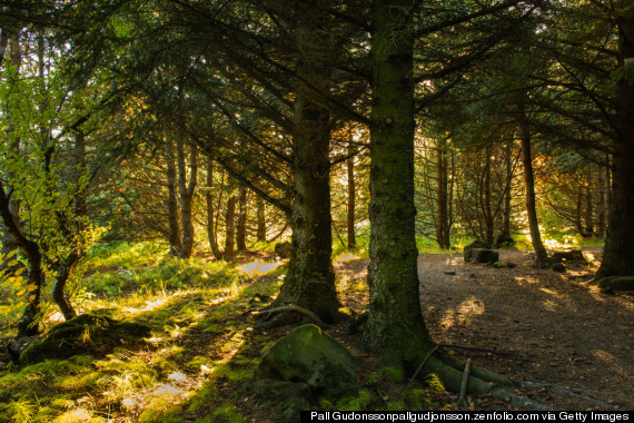 iceland forest