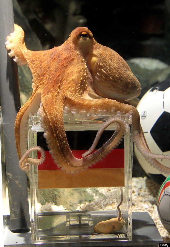 The Amazing Tale of Paul the Psychic Octopus: Germany's World Cup Soothsayer