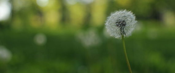 dandelion