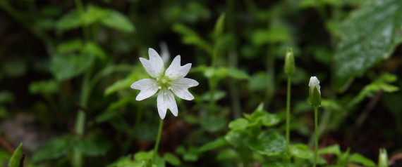 chickweed