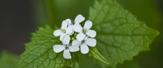 garlic mustard