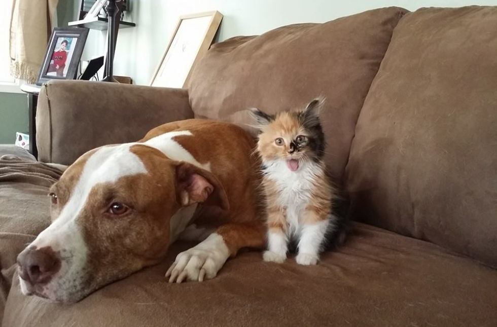 pit bull and kitten