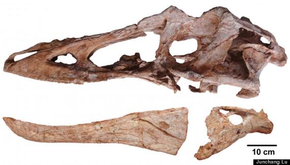 qianzhousaurus sinensis