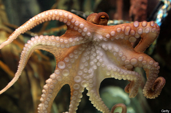 The Amazing Tale of Paul the Psychic Octopus: Germany's World Cup Soothsayer