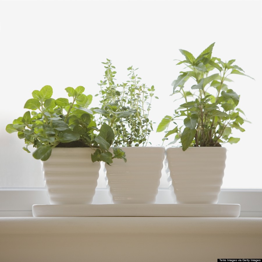 windowsill herb garden