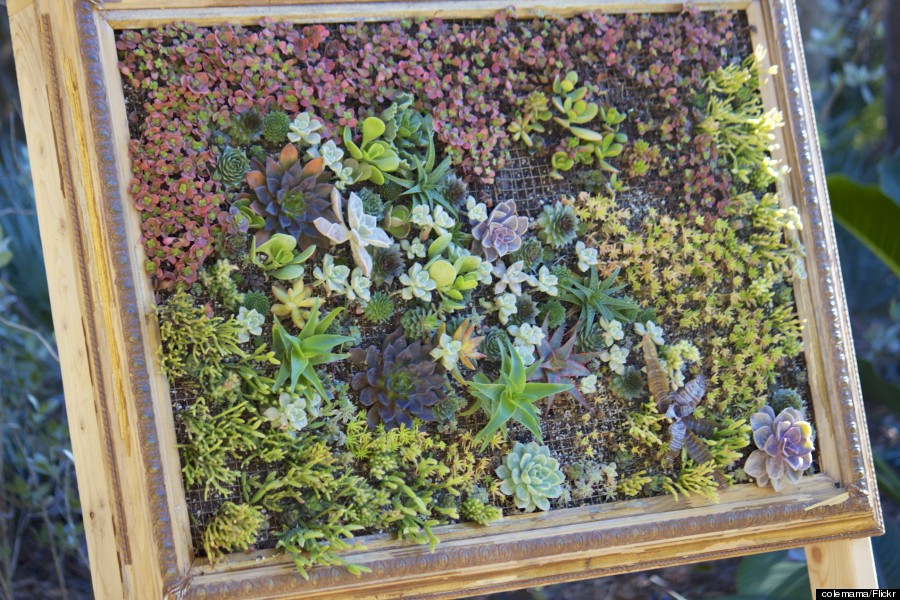 succulents frame